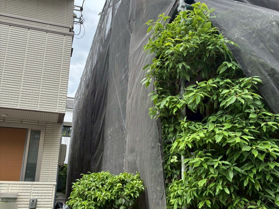 p25505-012 世田谷区の戸建て塗装工事:植木を避けた足場の配置